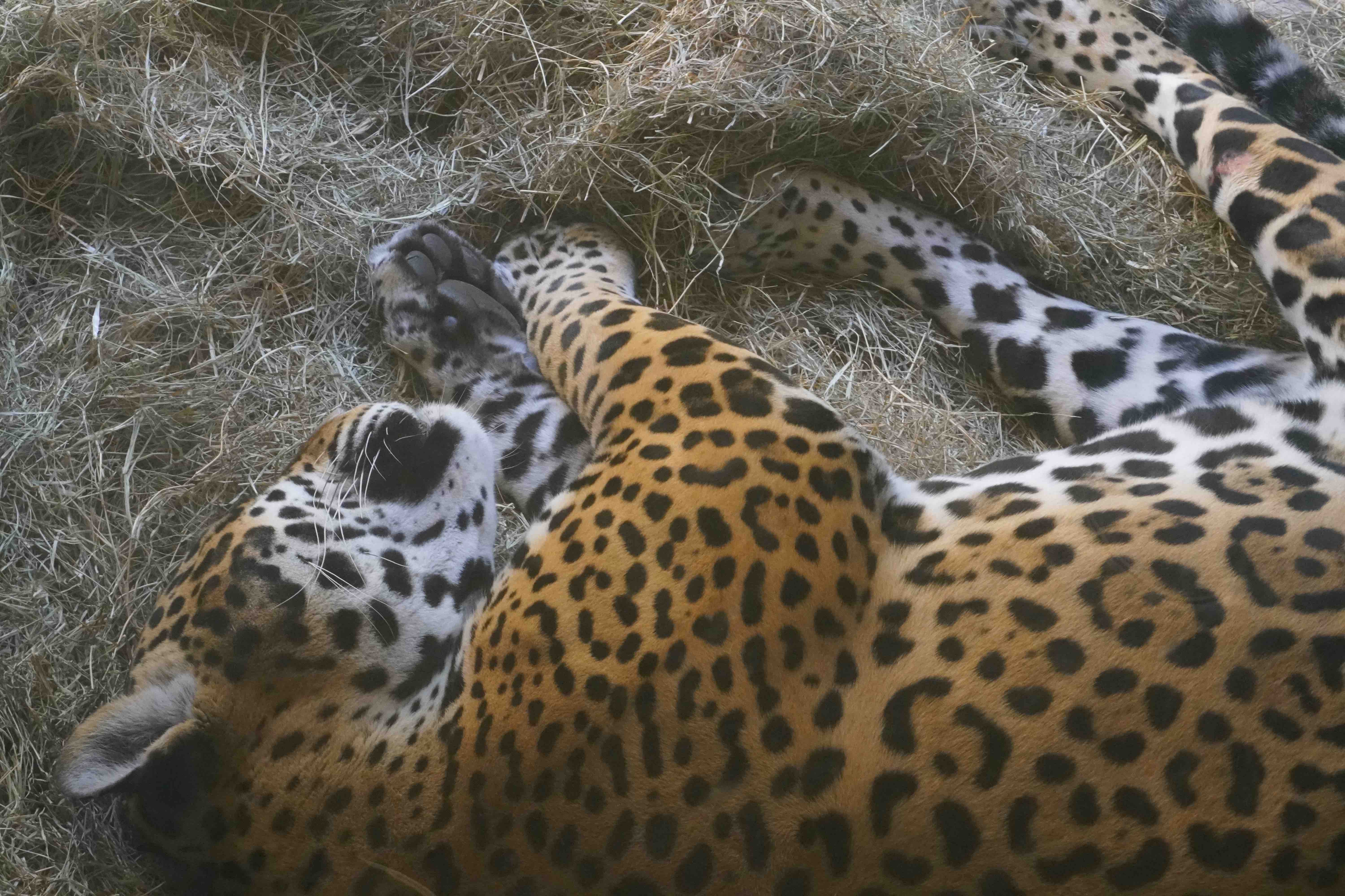 View of Tokyo skyscraper and urban area from Shibuya Sky.